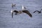 Flight of a brown pelican