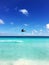 Flight of a brown pelican on the beach in Cancun, a Mexican city