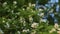 Flight of the camera over a branch of the blossoming apple-tree