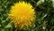 Flight of the camera over a bright yellow dandelion.