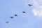 Flight of cormorants flock