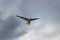 The flight of cormorants in stormy weather