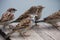 Flight of curious sparrows