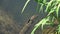 The flight of a dragonfly beautiful demoiselle calopteryx virgo male, slow motion. Slowed down  ten times from 240 fps to 24 fps