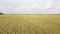 Flight with a drone over a large wheat field. Farm field