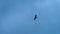 Flight of eagle in blue sky. Symbol of freedom