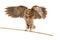 flight European scops owl