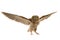 Flight European scops owl