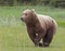 Flight fight stress brown grizzly bear cub running danger