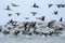 Flight of a flock of cormorants Phalacrocorax carbo on the sea surface in autumn. Migration of wild birds