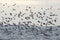 Flight of a flock of cormorants Phalacrocorax carbo on the sea surface. Migration of wild birds. Fauna of estuaries of the south