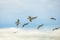 Flight of a flock of pelicans over the Pacific Ocean