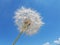 Flight flying seed dandelion travel concept migration