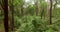 Flight through the forest, India. Moving though the trees of the Rain Forest