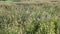 Flight forward over thick thickets of reeds on the swamp