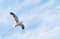 Flight, freedom and bird in sky on mockup space, animals in migration and travel in air. Nature, wings and seagull