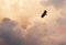 Flight and glory. Steppe eagle flying against cloudy evening sky