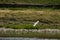 Flight of gull over the river