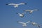 Flight of Gulls