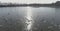 Flight with gulls above the lake surrounded by forest on a sunny day