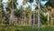 Flight through the jungle among palm trees on tropical island