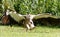 In-flight, the magnificent hooded vulture