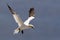 In flight Northern Gannet, Sula leucogaster
