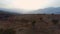 Flight Through an Olive Farm at Sunset