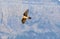 Flight of an osprey along the Pyrenees