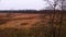 Flight over brown yellow meadow on cloudy day. Views forest in background. Autumn time. Drone shots