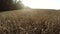 Flight over crop cereals. Field crop for bread