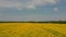 Flight Over Field With Flowering Canola Flowers. Aerial Dron Footage.