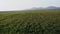 Flight over a field of young green grain