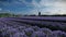 Flight over a lavender field at a dutch windmill farm