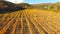 Flight over the rows of the vineyard. Yellowed vine.