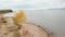 Flight over the shore of the Krasnoyarsk Sea autumn tree