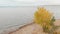 Flight over the shore of the Krasnoyarsk Sea, an autumn tree with yellowed foliage