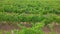 Flight over the vineyards. View of the grape trees.