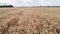 Flight over a wheat field. Agriculture, grain crops.