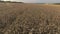 Flight over the wheat field during harvest. Quadcopter flying over the farm