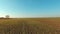 Flight over the wheat field in sunset. Harvesting. Autumn field