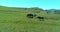 Flight over wild horses herd on mountain meadow. Summer mountains wild nature. Freedom ecology concept.