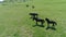 Flight over wild horses herd on mountain meadow. Summer mountains wild nature. Freedom ecology concept.