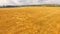 Flight over the yellow field with wheat. Bird`s-eye.