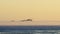 Flight of pelicans fly silhouetted against beautiful orange sunset, Santa Cruz