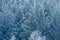 Flight of Peregrine Falcon. Bird of prey with open wings. Forest with snow in the background. Action winter scene in the nature ha