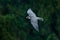 Flight of Peregrine Falcon. Bird of prey with open wings. White light sky in background. Action scene in the nature habitat,