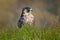 Flight of Peregrine Falcon. Bird of prey with open wings. White light sky in background. Action scene in the nature habitat,