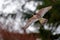 Flight of Peregrine Falcon. Bird of prey with open wings. White light sky in background. Action scene in the nature habitat,