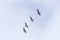 A Flight of Sandhill Cranes Passing Overhead